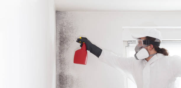 Best Mold Remediation Services  in Duquesne, PA