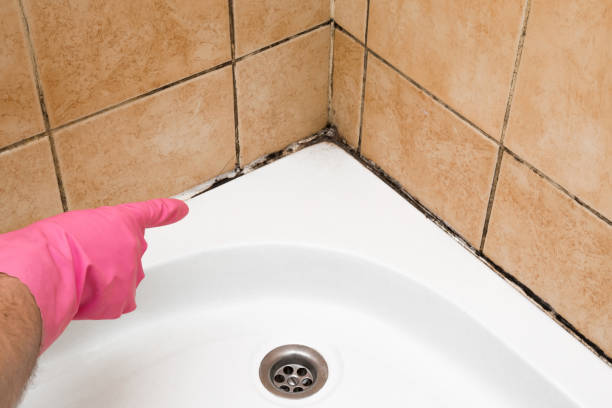Best Attic Mold Removal  in Duquesne, PA